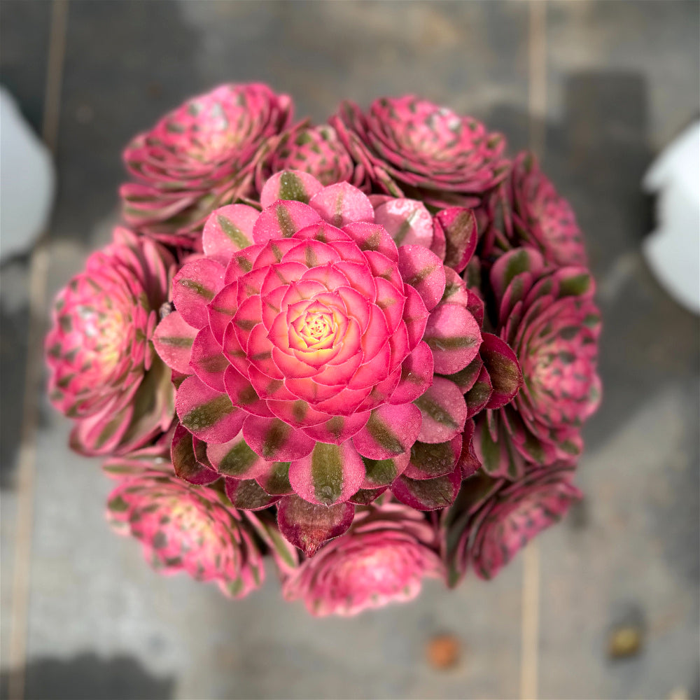 Aeonium 'Lychee' Variegata - Highly Sought-After by Collectors - Extra-Large 8"-10" Candy-like Rosette Mature  Succulent