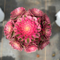 Aeonium 'Lychee' Variegata - Highly Sought-After by Collectors - Extra-Large 8"-10" Candy-like Rosette Mature  Succulent