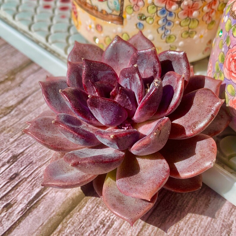 Father's Day Gift: Echeveria 'Black Mamba' - Rare and Striking Succulent - “The Mamba Mentality” is like Los Angeles at 4 a.m.