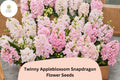 1000+ Twinny Appleblossom Snapdragon Seeds | Soft Pink & Cream Double Blooms | Antirrhinum majus