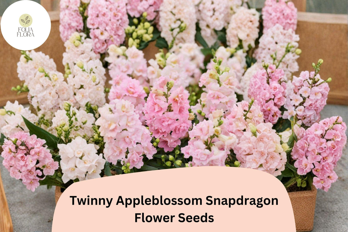 1000+ Twinny Appleblossom Snapdragon Seeds | Soft Pink & Cream Double Blooms | Antirrhinum majus