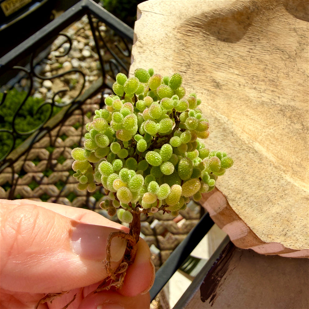 Beautiful Succulent Resemble Candy - Drosanthemum Globosum Cluster 2" - Rare Ice Sugar Ball Plant Mesemb