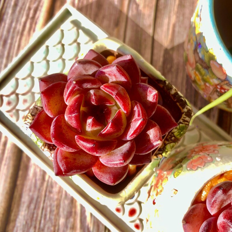 Echeveria 'Daredevil' - 1.8"-2.2" Sculptural Rosette Succulent Live Plant