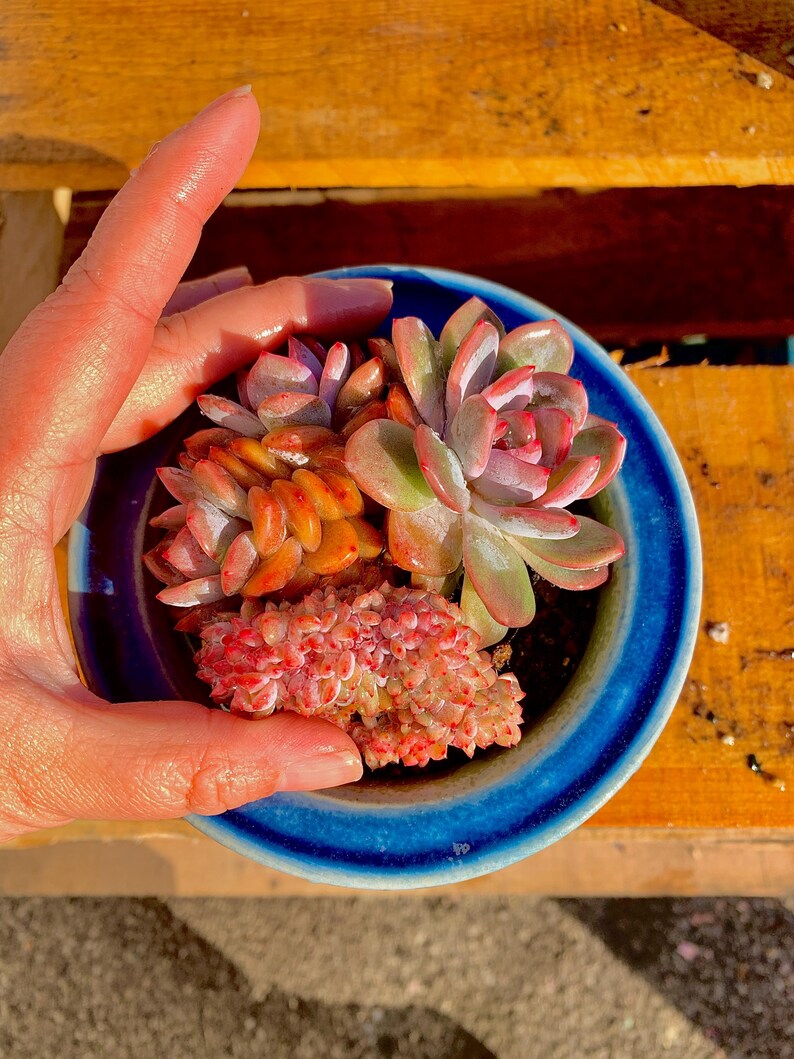 Boutique Echeveria ‘Orange Monroe’ Live Succulent | Rare Character Natural Form Succulent Plant | WYSIWYG | Bare Root Cluster Survive 2512-049