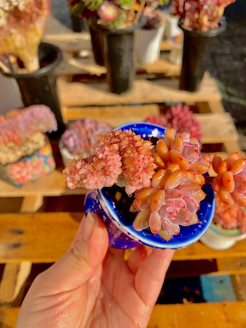 2512-038 Boutique Rare Succulents/Echeveria Orange Monroe/What You See is What You Get /Bare Root Without Soil Pot/Plants Gifts