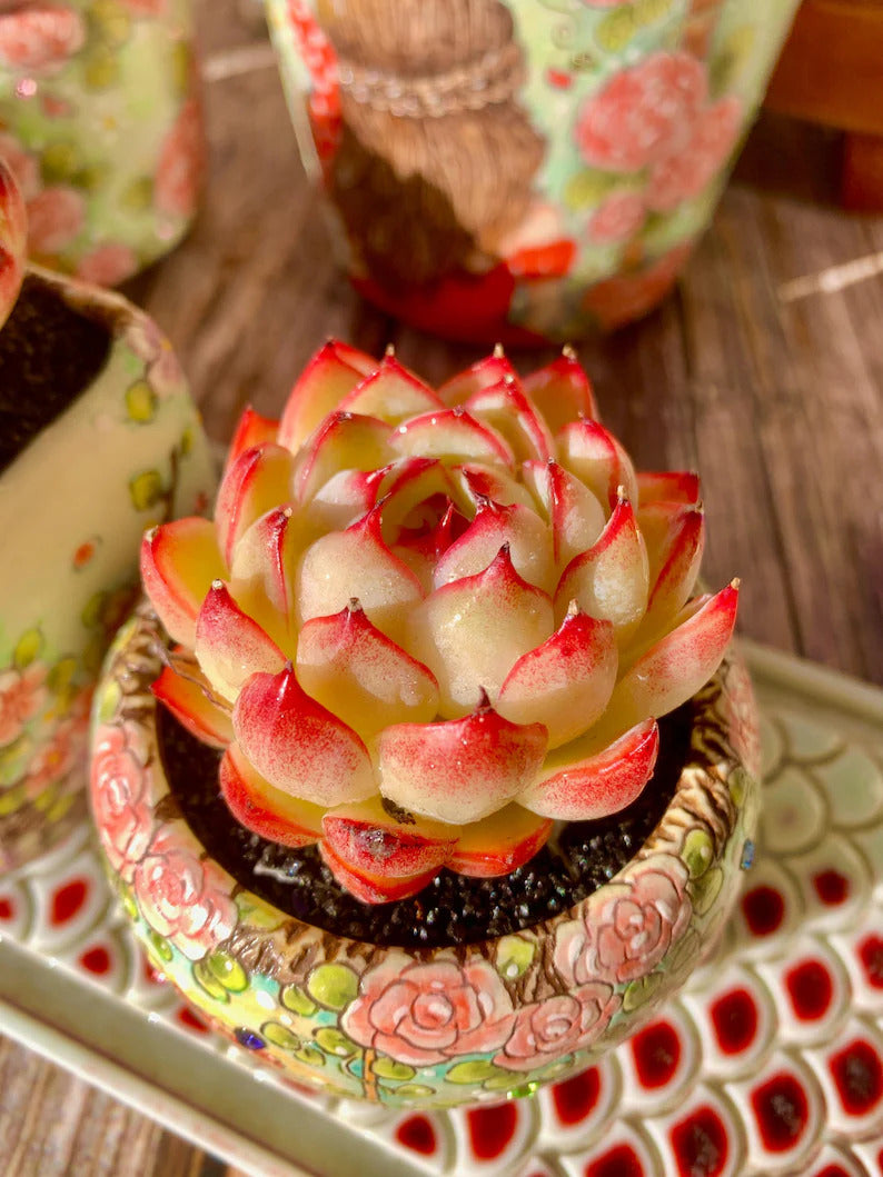 Echeveria 'Soul Fairy' Single-plant Living Succulent Approx. 2–2.5 inch in Diameter