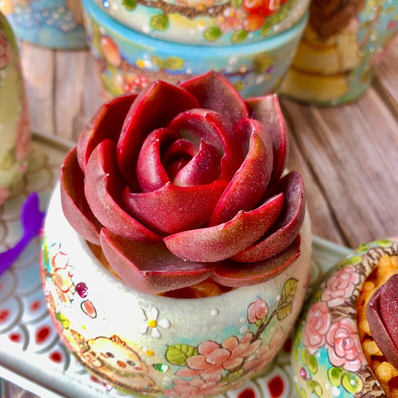 Echeveria 'Red Lantern' Approx. 3"–3.5" in Diameter