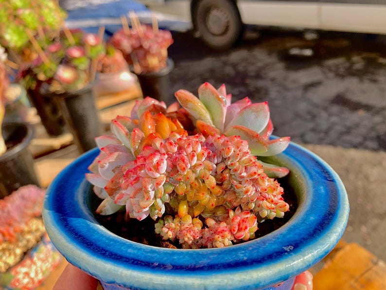 Boutique Echeveria ‘Orange Monroe’ Live Succulent | Rare Character Natural Form Succulent Plant | WYSIWYG | Bare Root Cluster Survive 2512-049