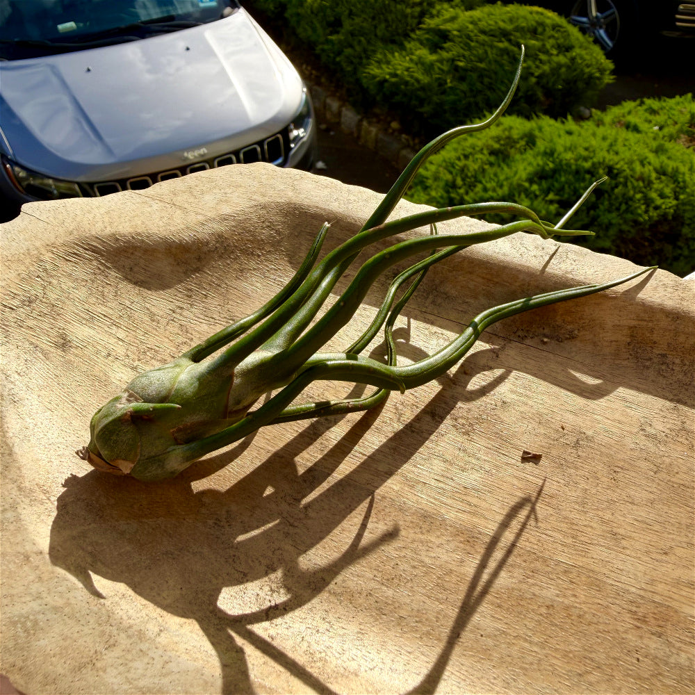 Tillandsia Bulbosa - Optional With Photo Frame