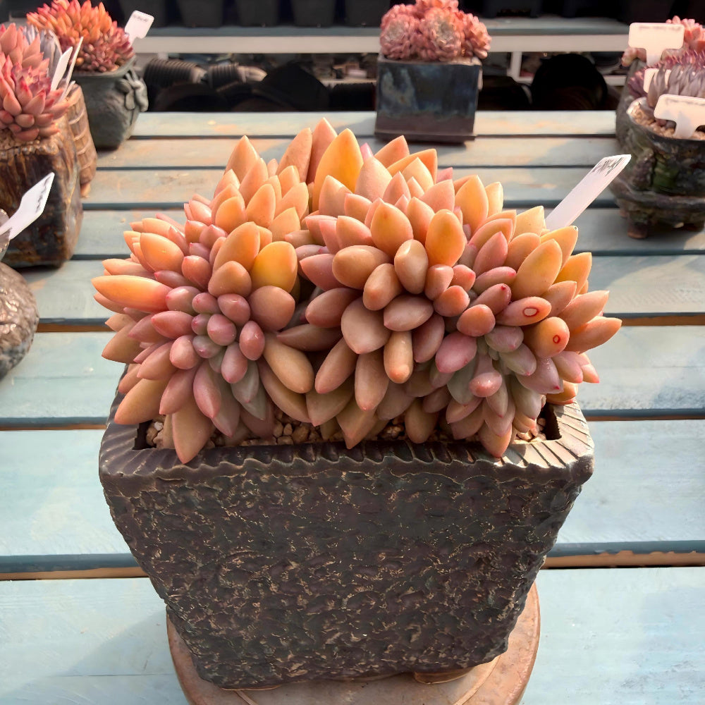 THY078-0033 Rare Echeveria 'Peach Blossom Spring' - 4-Years Grown 5" Large Living Succulent - A Unique Gift For Plant Lovers