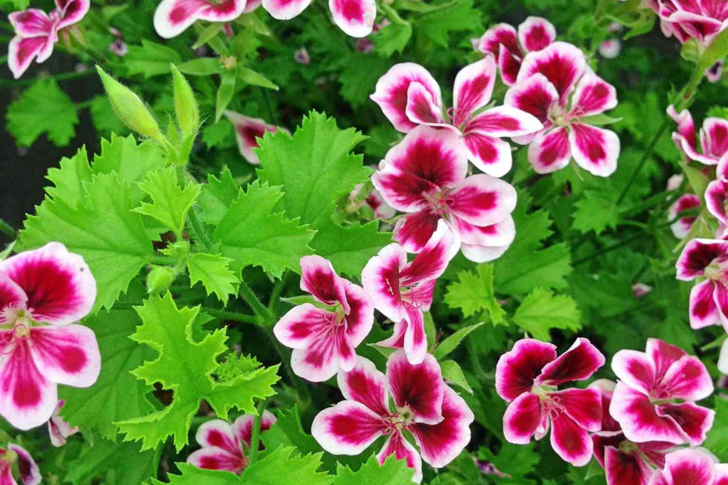 Citrosa Geranium - 25 Seeds Mosquito Repellent Plants - USA Grown -  Fragrant Foliage - Butterfly Friendly - Easy Care
