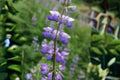 500 mg Lupine Riverbank Seeds (Lupinus rivularis) Perennial Violet-Blue Flowers for Pollinator Gardens & Meadows