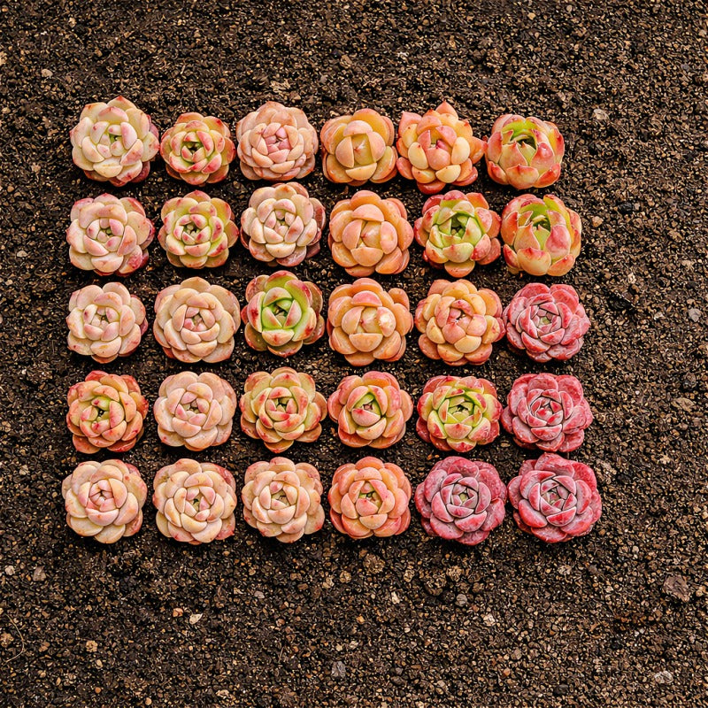 [Subscription Box 🎁✨] 24-Pack Premium Assorted Succulents - Mini 0.5"-1.5" in Diameter Mix Plants Random Succulent