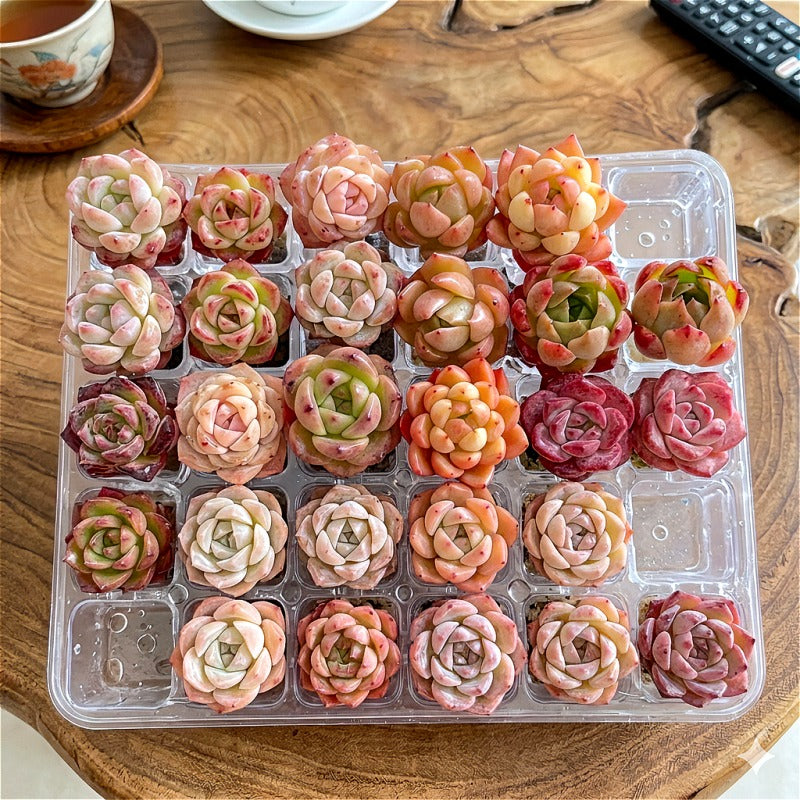 [Subscription Box 🎁✨] 24-Pack Premium Assorted Succulents - Mini 0.5"-1.5" in Diameter Mix Plants Random Succulent
