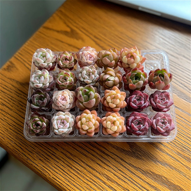 [Subscription Box 🎁✨] 24-Pack Premium Assorted Succulents - Mini 0.5"-1.5" in Diameter Mix Plants Random Succulent
