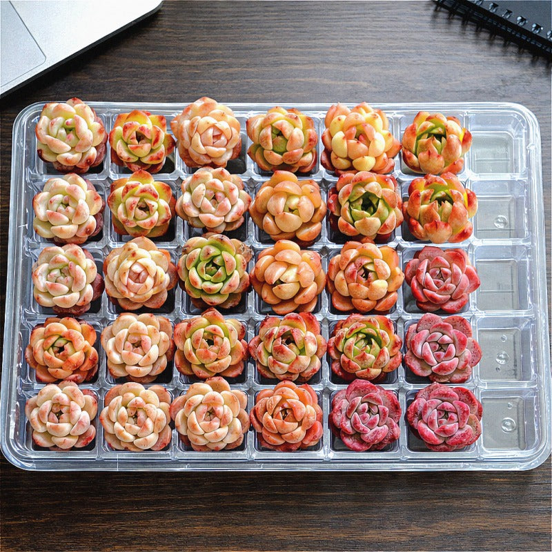 [Subscription Box 🎁✨] 24-Pack Premium Assorted Succulents - Mini 0.5"-1.5" in Diameter Mix Plants Random Succulent