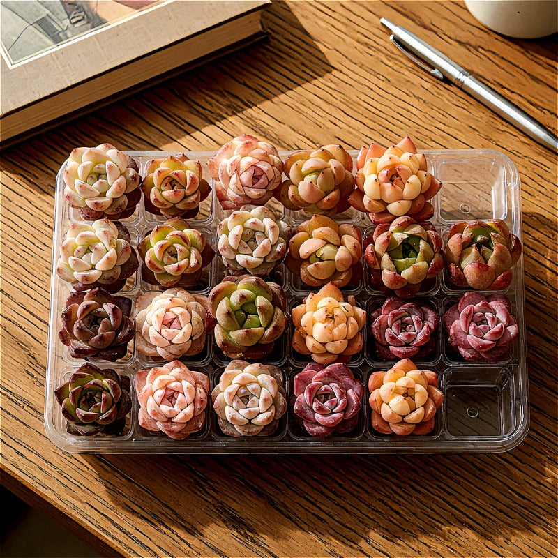 [Subscription Box 🎁✨] 24-Pack Premium Assorted Succulents - Mini 0.5"-1.5" in Diameter Mix Plants Random Succulent