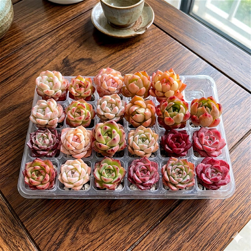 24-Pack Premium Assorted Succulents 0.6"-2" in Diameter - Mix Plants Random Succulents Set For Succulent Starters, Garden Lovers, DIY Projects