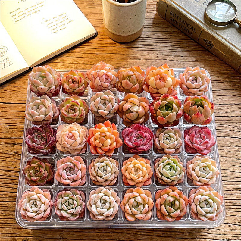 24-Pack Premium Assorted Succulents 0.6"-2" in Diameter - Mix Plants Random Succulents Set For Succulent Starters, Garden Lovers, DIY Projects