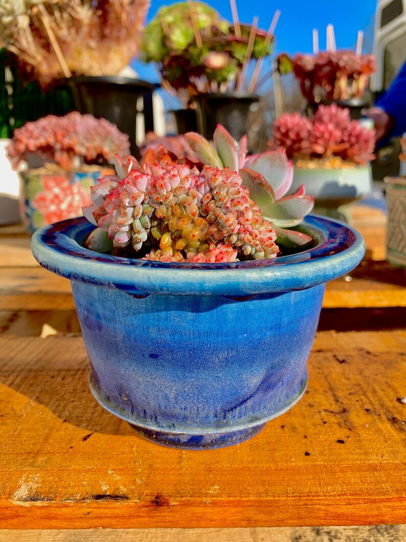 Boutique Echeveria ‘Orange Monroe’ Live Succulent | Rare Character Natural Form Succulent Plant | WYSIWYG | Bare Root Cluster Survive 2512-049