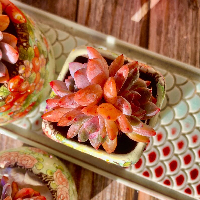Echeveria 'Snow Angel' Multi-stemmed Cluster Approx. 3–3.5 inches Across