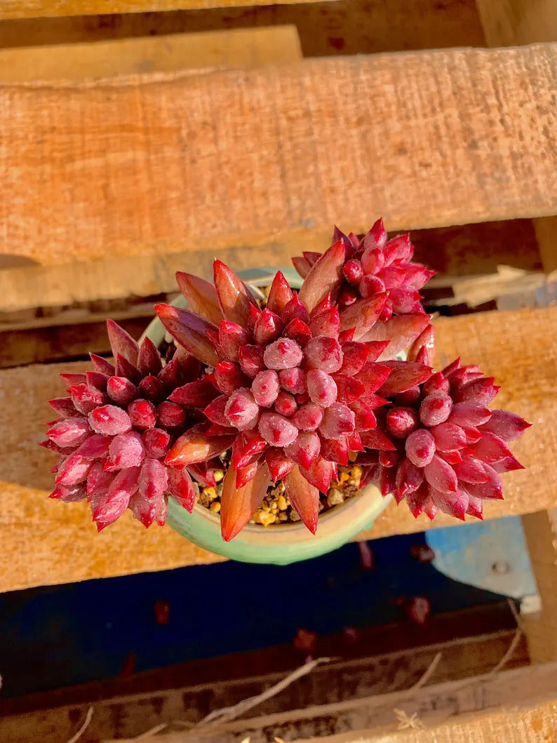 2512-016 Echeveria 'Cherry' - What You See is What You Get Living Plant- Boutique Rare Succulents