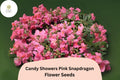 Candy Showers Pink Snapdragon Seeds - 1000+ Trailing Pink Blooms for Gardens & Hanging Baskets