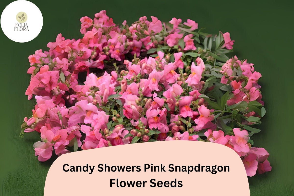 Candy Showers Pink Snapdragon Seeds - 1000+ Trailing Pink Blooms for Gardens & Hanging Baskets