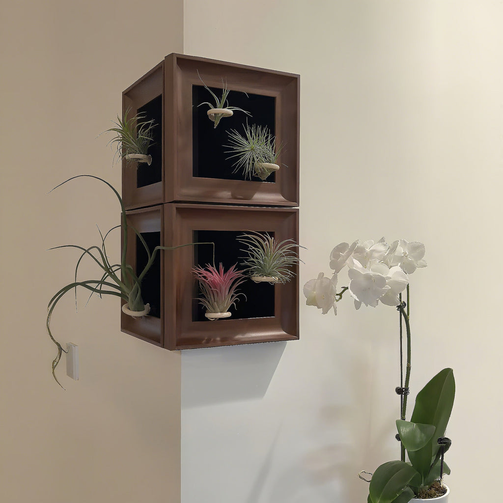 Air Plant - Tillandsia 'Medusa' - With 4-inch Wooden Photo Frame
