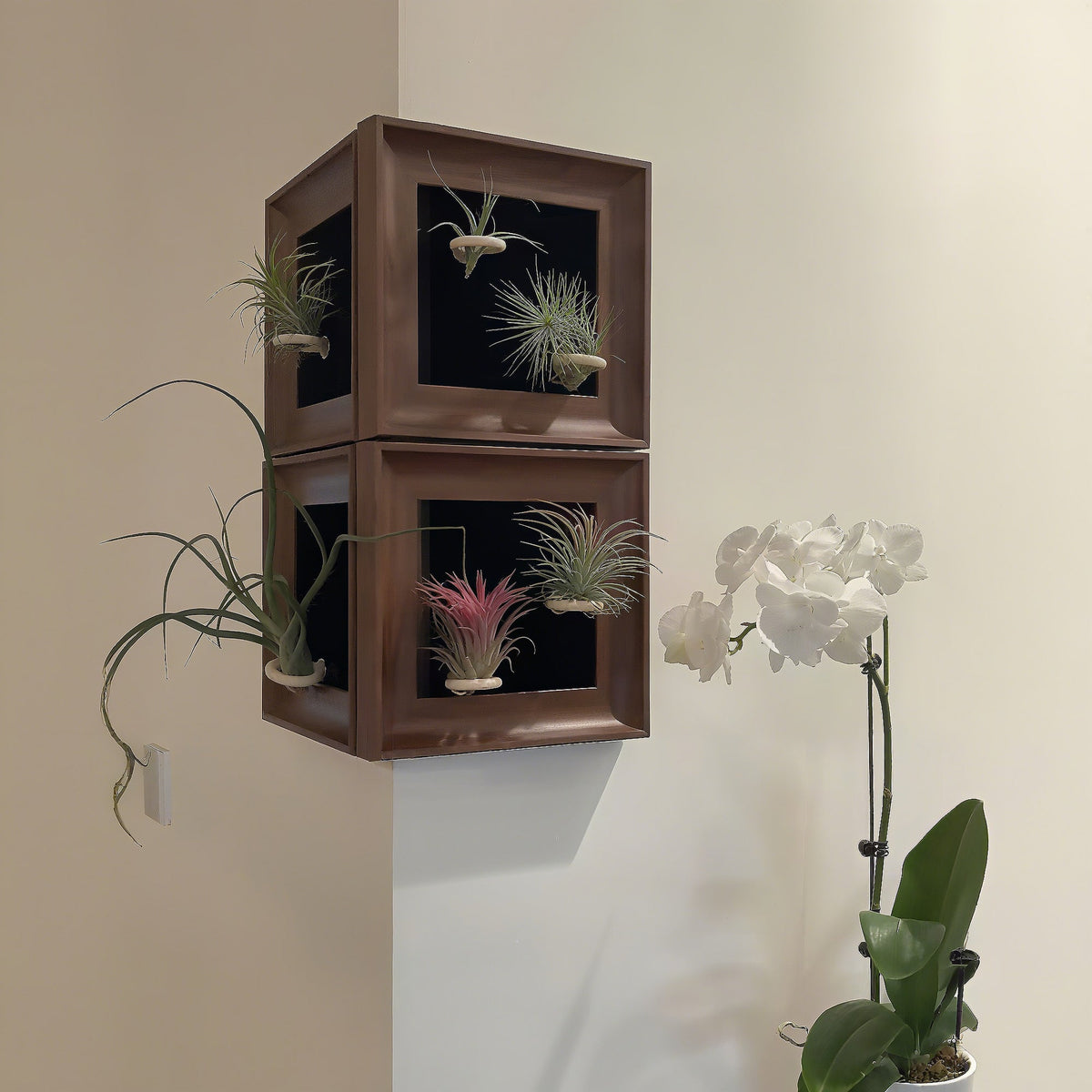 Air Plant - Tillandsia 'Medusa' - With 4-inch Wooden Photo Frame