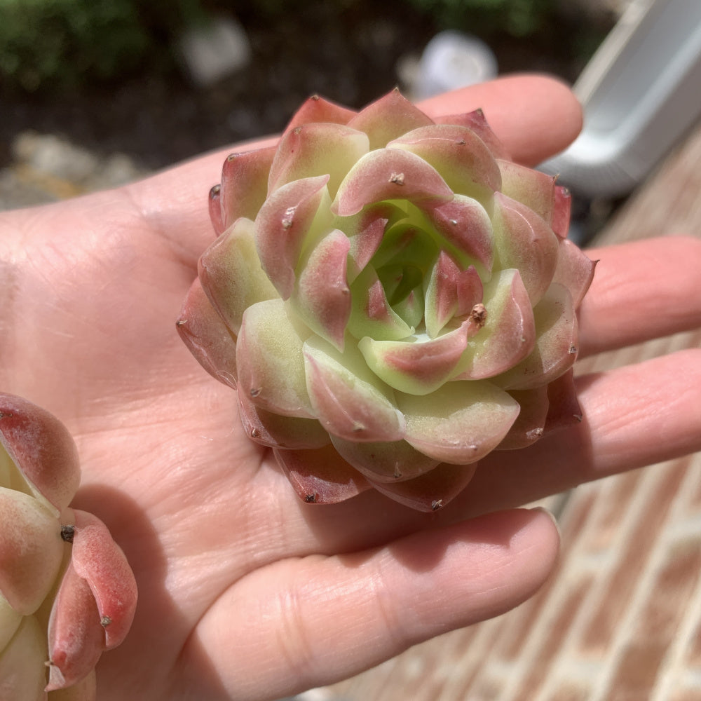 Echeveria 'Dreamlike Nebula' - Single Diameter Approx. 2"-2.5"