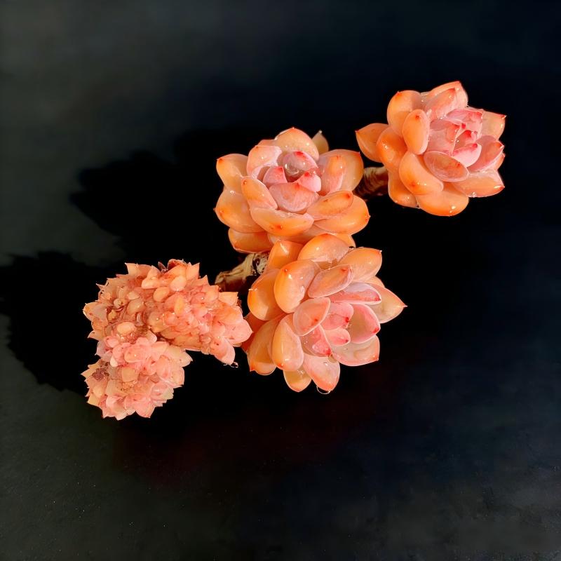 2512-038 Boutique Rare Succulents/Echeveria Orange Monroe/What You See is What You Get /Bare Root Without Soil Pot/Plants Gifts