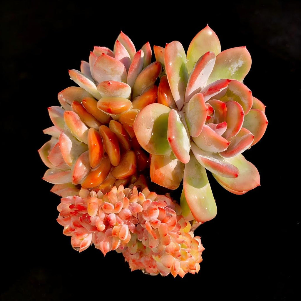 Boutique Echeveria ‘Orange Monroe’ Live Succulent | Rare Character Natural Form Succulent Plant | WYSIWYG | Bare Root Cluster Survive 2512-049