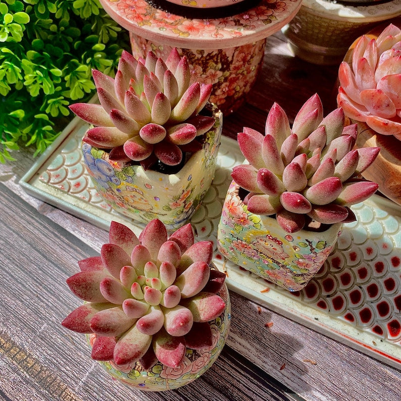 [Mother's Day Gifts] Intense-color Fleshy Rosette-forming Plant - Echeveria 'Cherry' Live Succulent - A Popular Imported Succulent With Fleshy Leaves