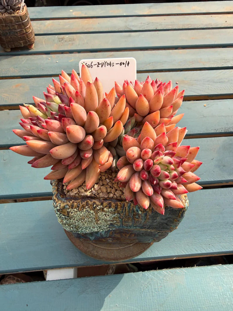 Exact Plant Shown Echeveria 'Yanzi' Rare Live Succulent | 4-Year Grown-up 6.3-inch Big Collector Plant Only One - No. YZ098-0010