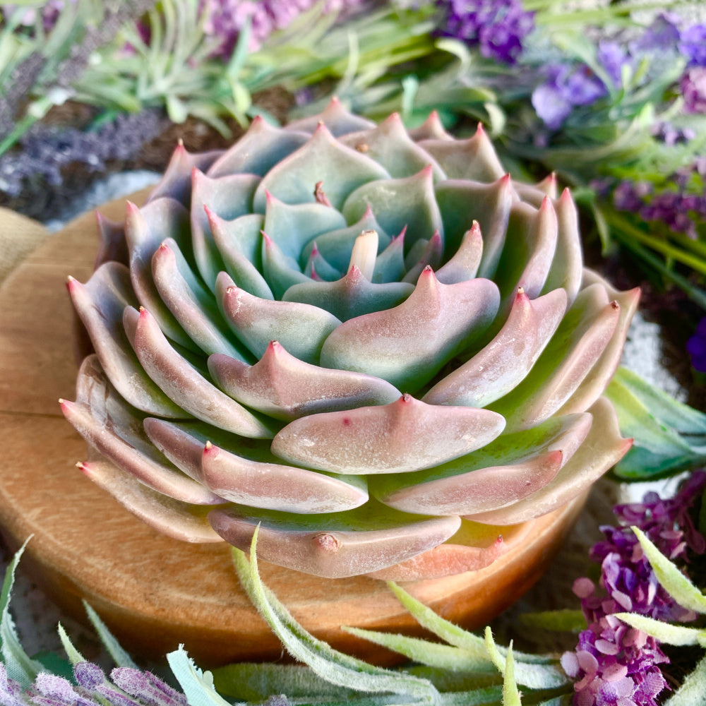 Echeveria 'Cupid' - Single Diameter Approx. 4"