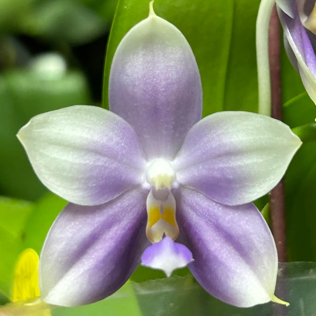Phalaenopsis (Penang Jewel X (Yaphon Super Jaguar x Samera))"極品" X Phal. (Jennifer Palermo X Chien Lung Red King) "BK#2"