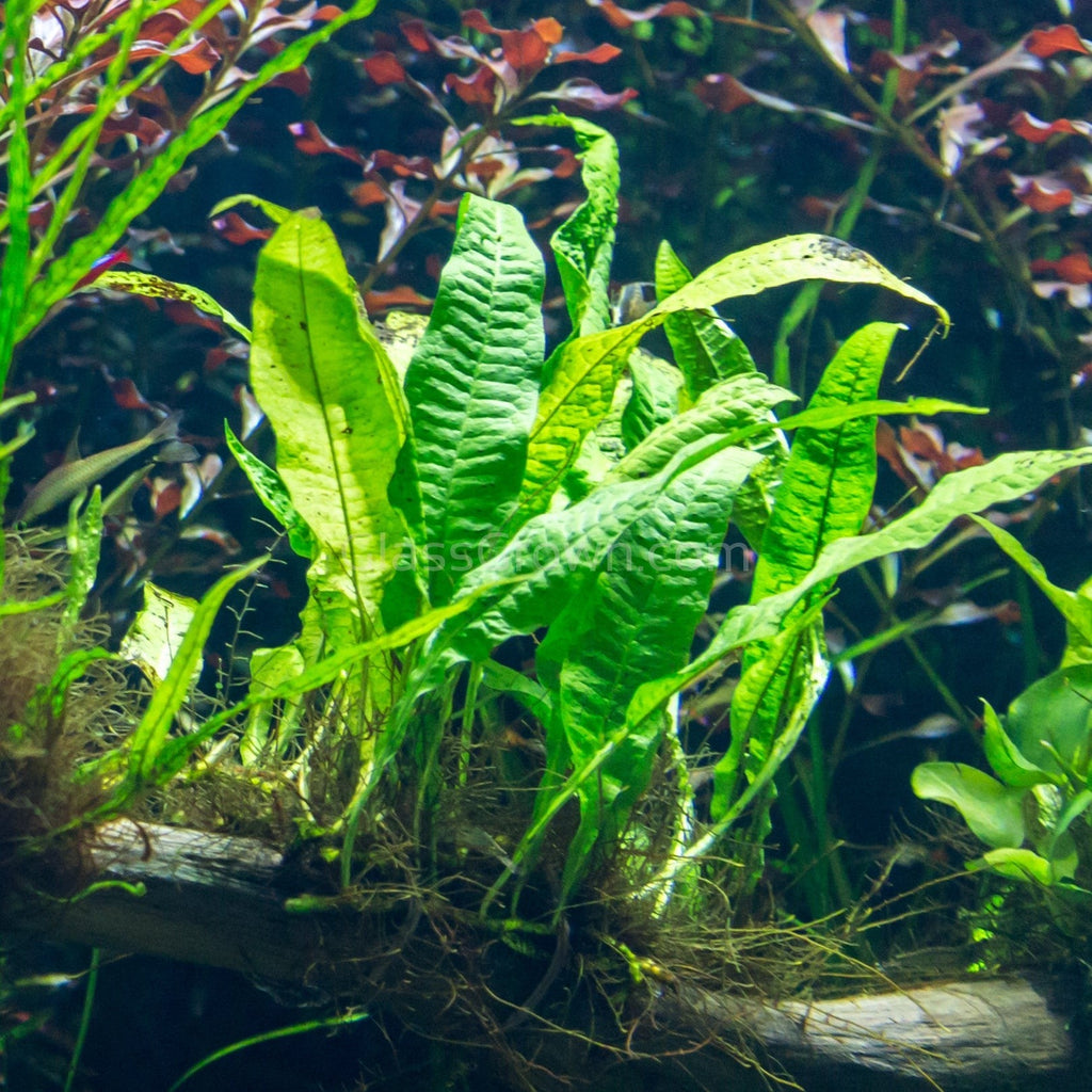 Java Fern
