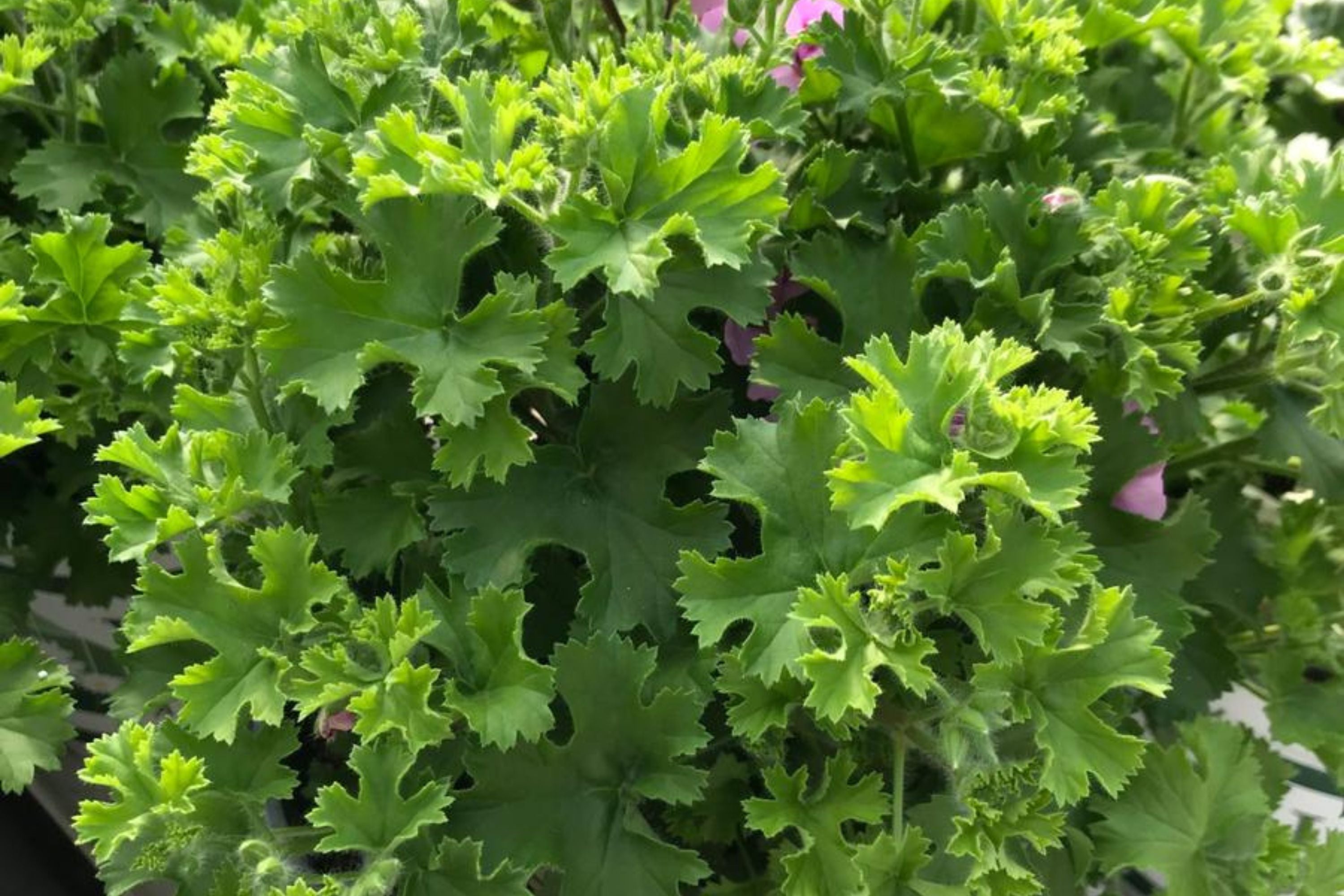 Citrosa Geranium - 25 Seeds Mosquito Repellent Plants - USA Grown -  Fragrant Foliage - Butterfly Friendly - Easy Care