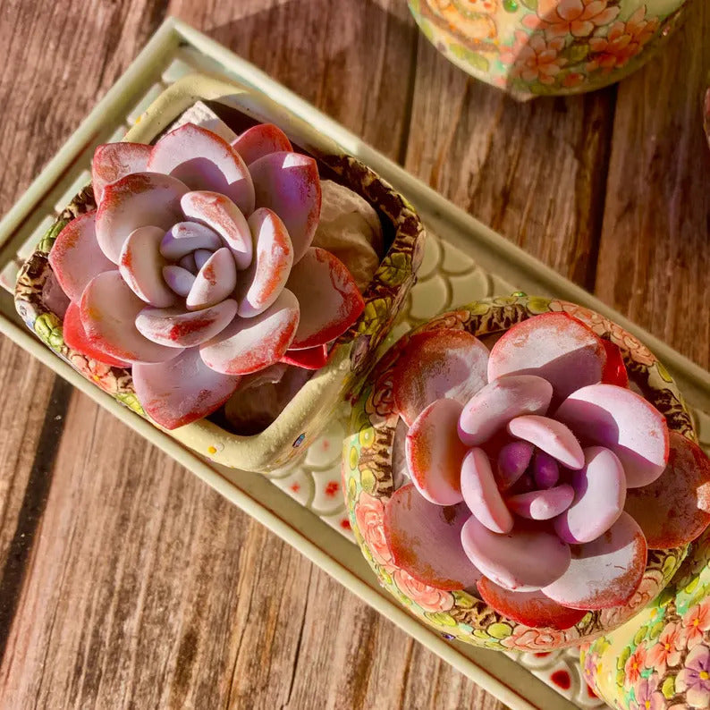 Echeveria 'Laui' Single-headed Living  Succulent Approx. 2–2.5 inches in Diameter
