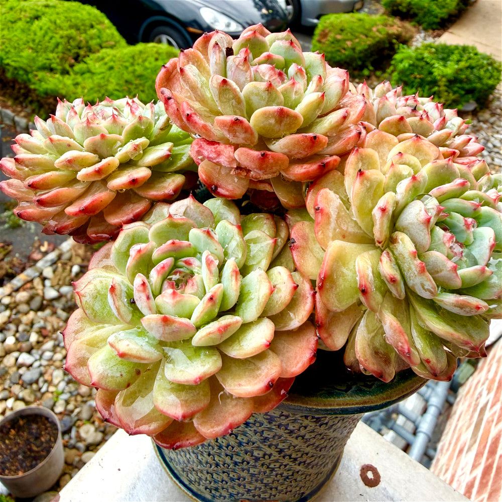 Echeveria 'Rosy Glow' 6.5"-7" WYSIWYG Live Plant - Exact Plant Shown Collector Rare Succulent