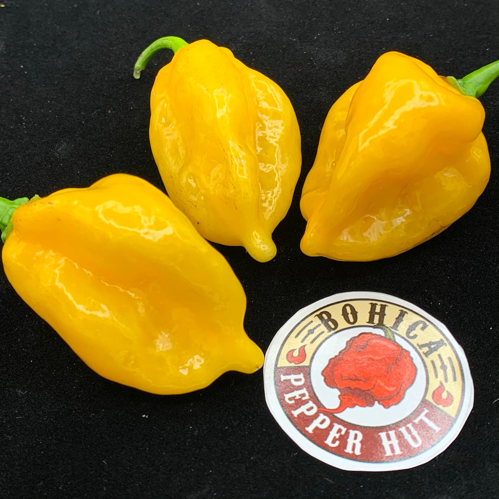 Fatalii x Red Savina - Seeds