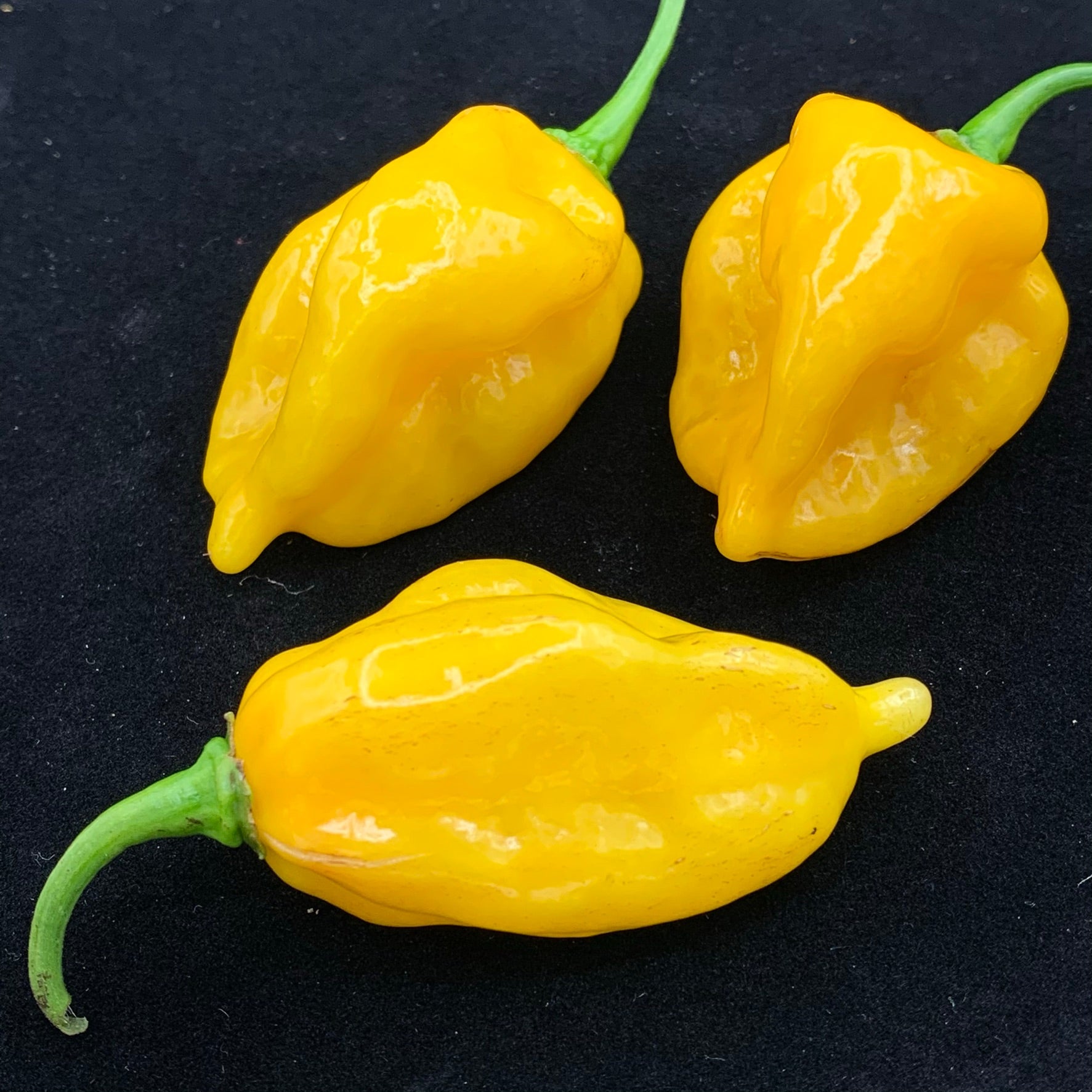 Fatalii x Red Savina - Seeds