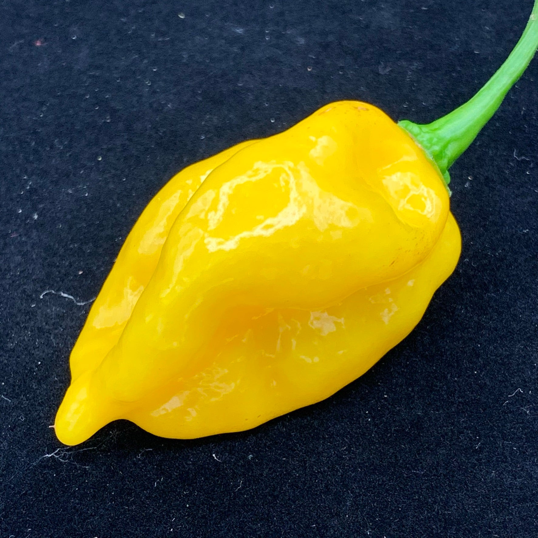 Fatalii x Red Savina - Seeds