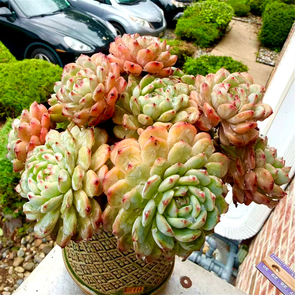 Echeveria 'Rosy Glow' - 6.5"-7" Collector Plant - Rare Live Succulent Only One Available - Exact Plant Shown WYSIWYG