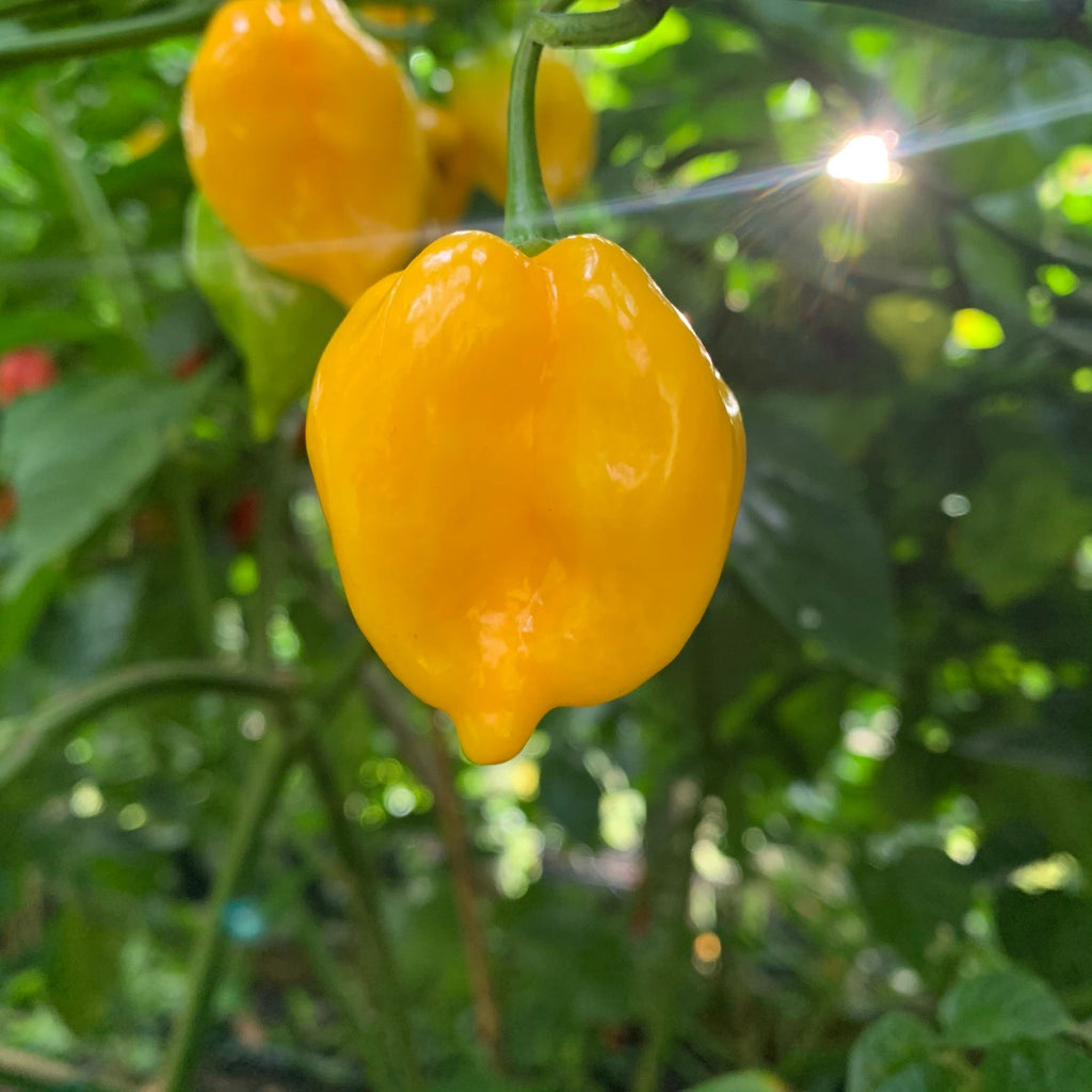 Fatalii x Red Savina - Seeds