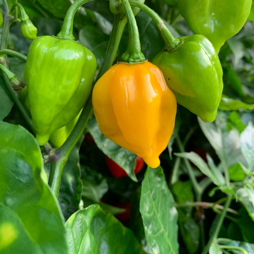 Fatalii x Red Savina - Seeds