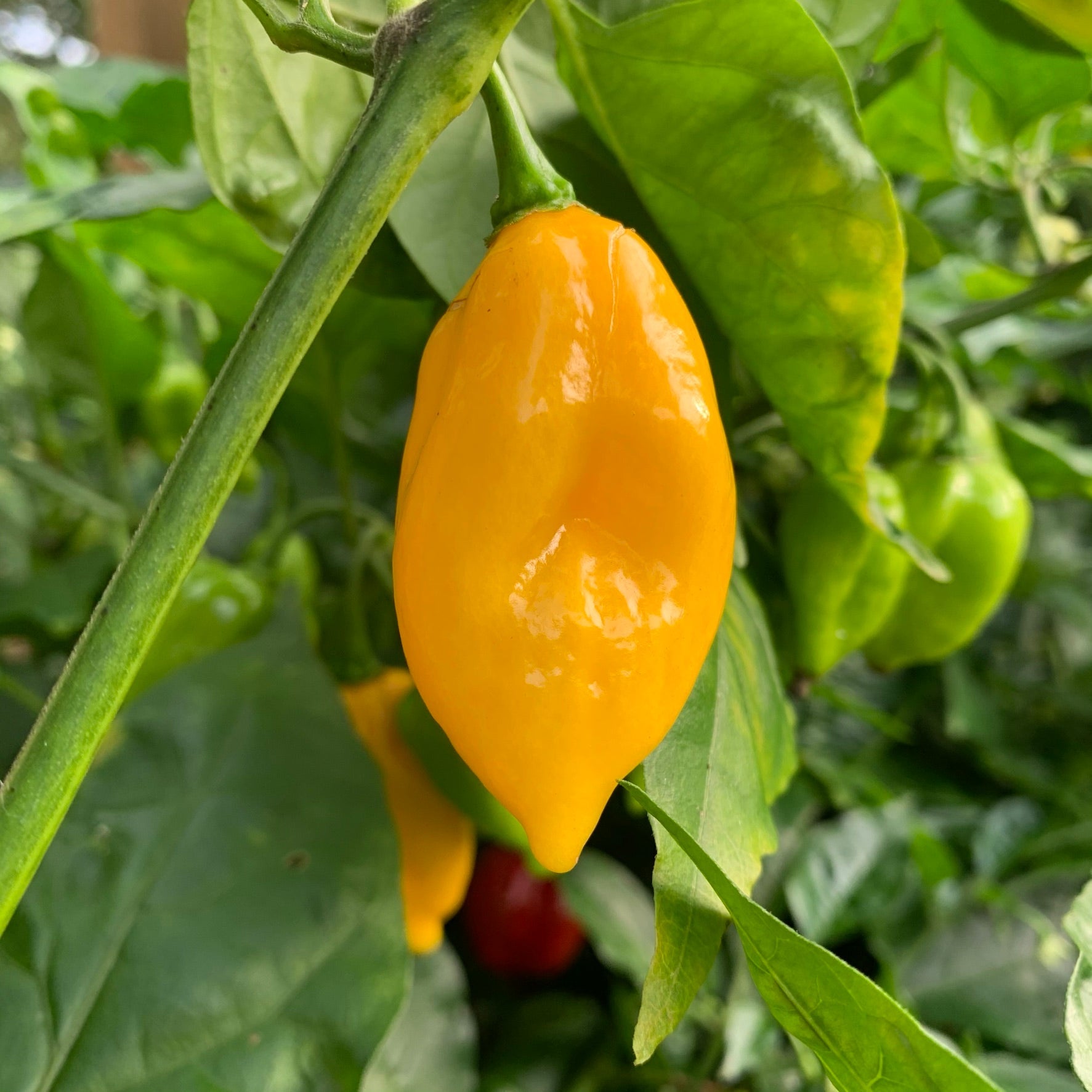 Fatalii x Red Savina - Seeds