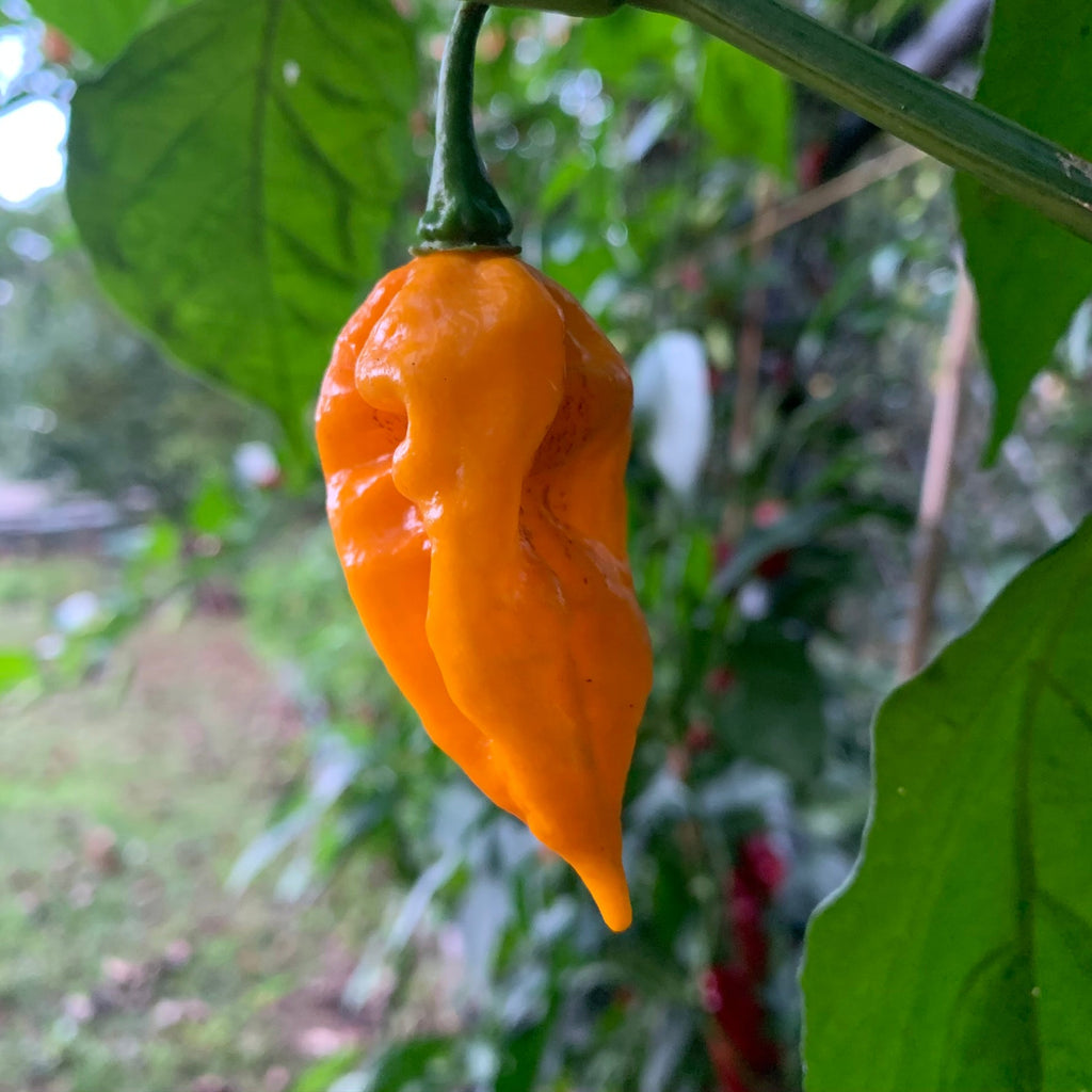 Fatalii - Seeds