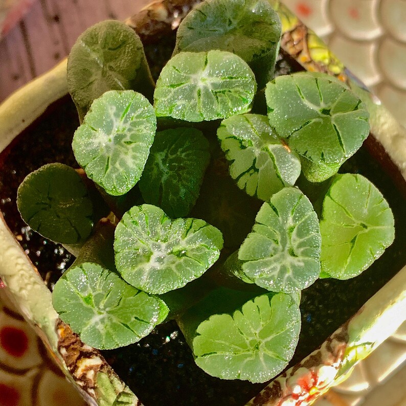 Rare Succulent - Haworthia Maughanii 'Sacred Spring' - Highly Valued For Its Unique Translucent Fleshy Leaves